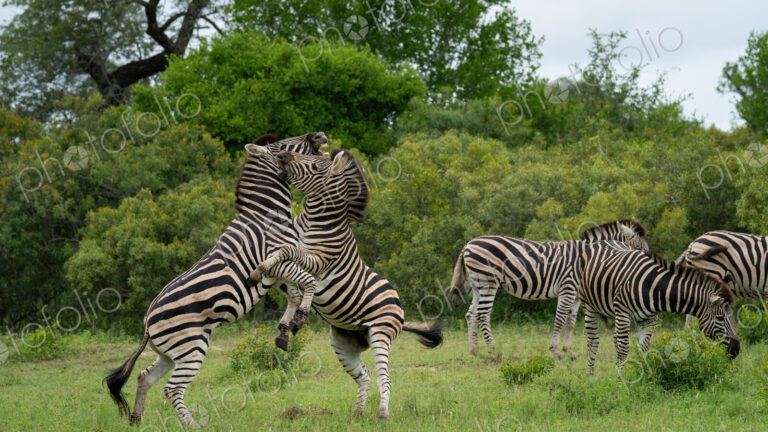 Zebra, Equus quagga, Stallions. Two zebras rearing up on their hind legs and fighting…