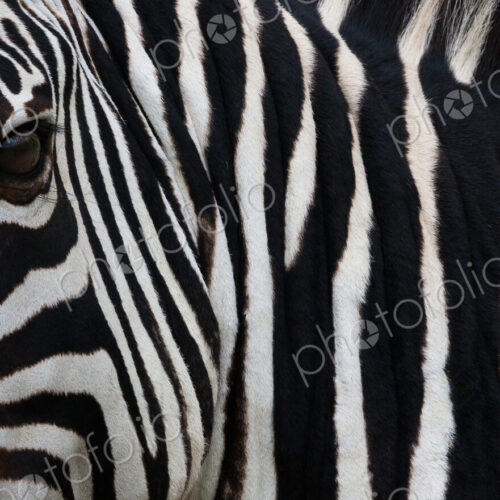 Zebra, Equus quagga burchellii, Ngorongoro Conservation Area, Tanzania, Africa Zebra, Equus quagga burchellii, Ngorongoro Conservation Area, Tanzania, Africa