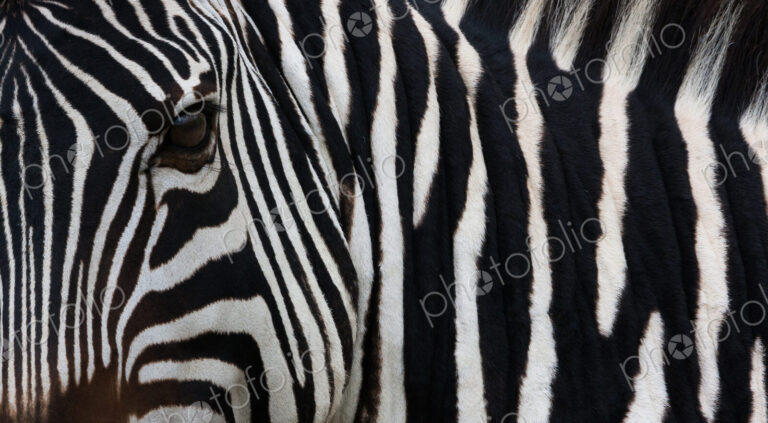 Zebra, Equus quagga burchellii, Ngorongoro Conservation Area, Tanzania, Africa