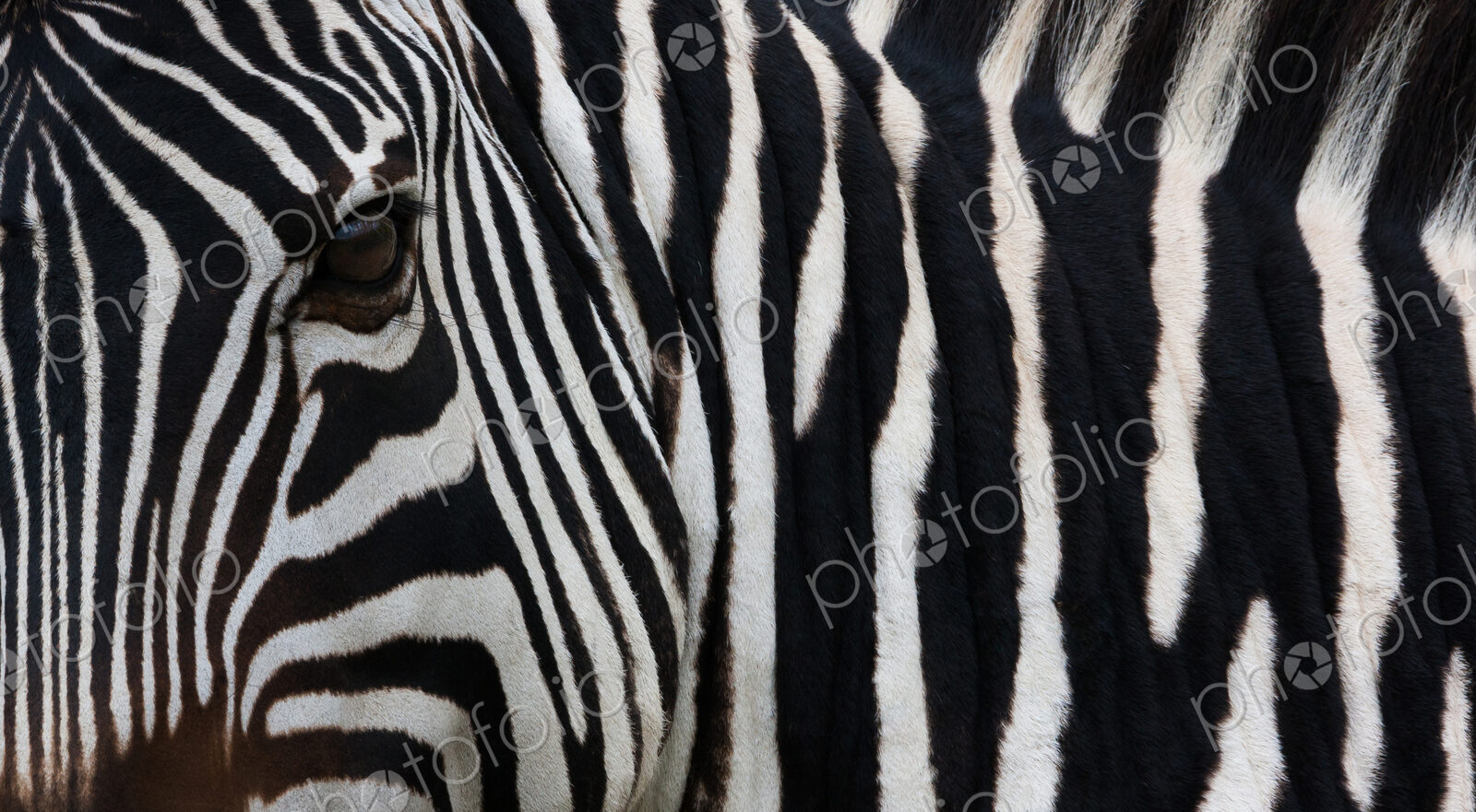 Zebra, Equus quagga burchellii, Ngorongoro Conservation Area, Tanzania, Africa