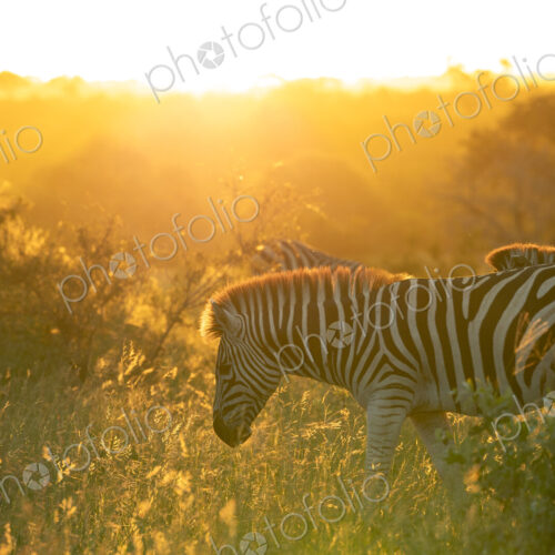 Zebra, Equus quagga, grazing during golden hour.