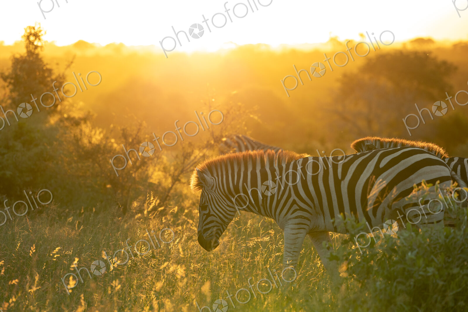 Zebra, Equus quagga, grazing during golden hour.