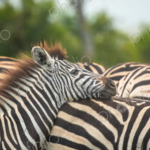 Zebra, Equus quagga, resting with its head down. Zebra, Equus quagga, resting with its head down.