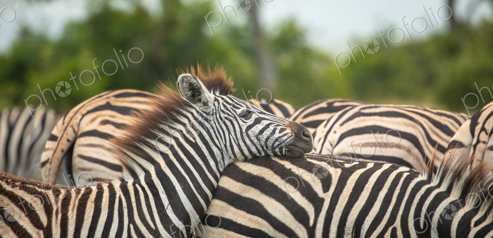 Zebra, Equus quagga, resting with its head down.