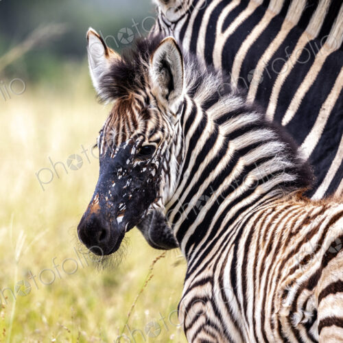 Zebra, Equus quagga, standing with her foal. Zebra, Equus quagga, standing with her foal.