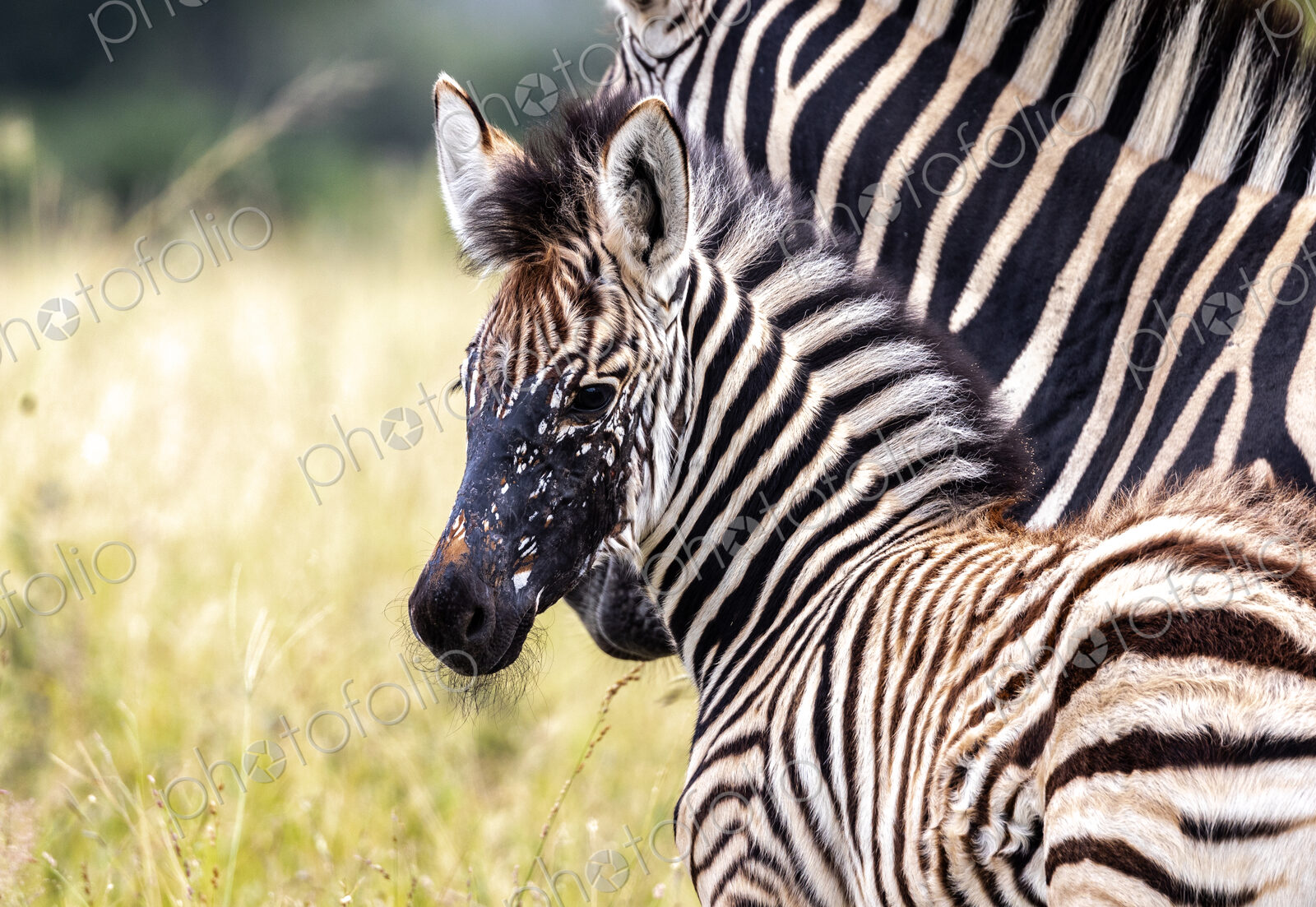 Zebra, Equus quagga, standing with her foal.