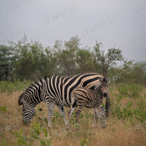 Zebra, Equus zebra, foal standing with its mother. Zebra, Equus zebra, foal standing with its mother.