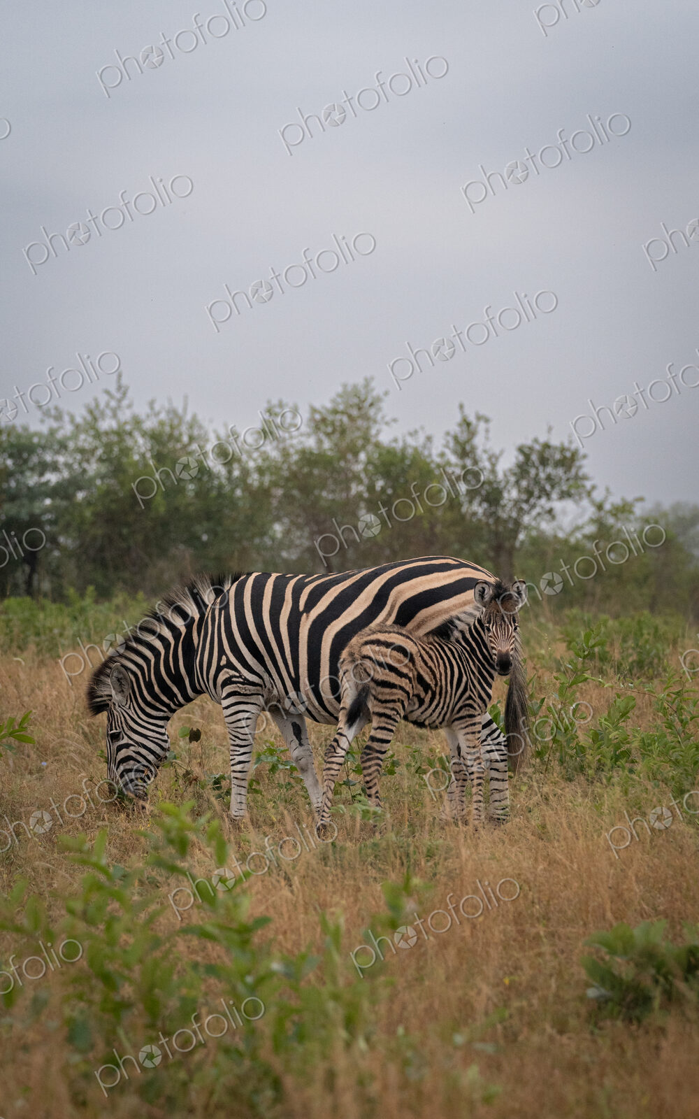 Zebra, Equus zebra, foal standing with its mother.