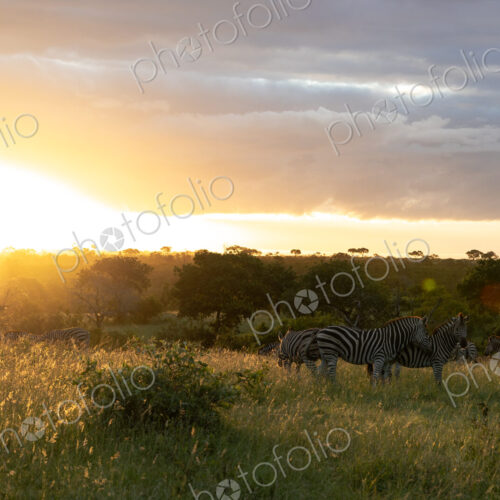 Zebras, Equus quagga, grazing during sunset.