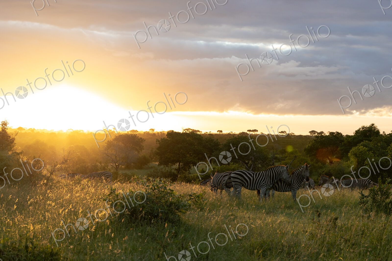 Zebras, Equus quagga, grazing during sunset.