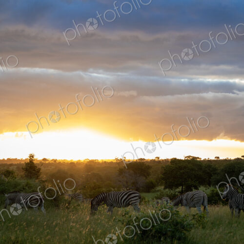 Zebras, Equus quagga, grazing during sunset.