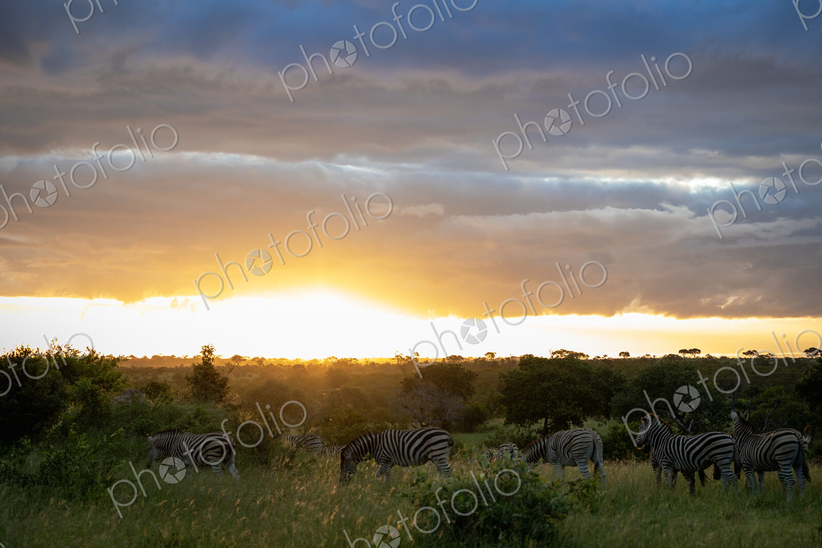 Zebras, Equus quagga, grazing during sunset.