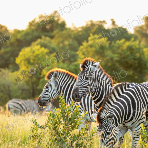 Zebras, Equus quagga, grazing on an open plain. Zebras, Equus quagga, grazing on an open plain.