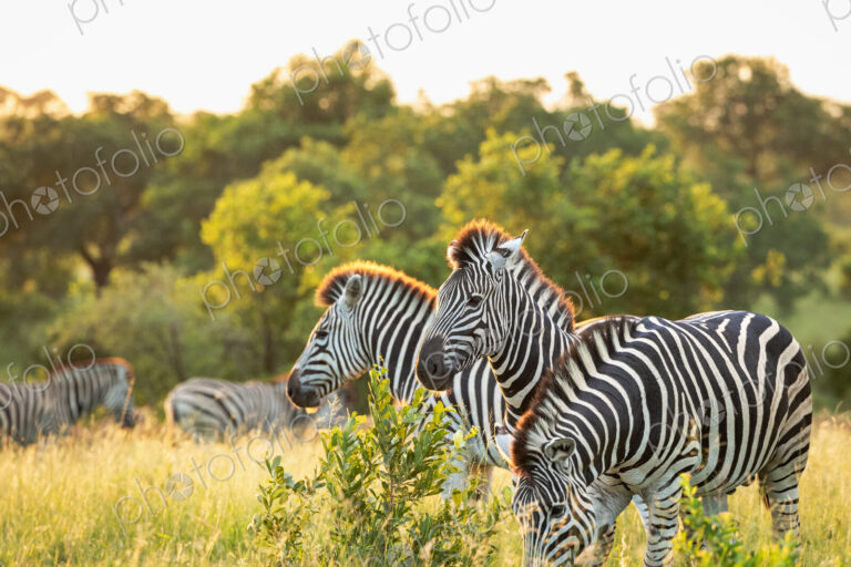 Zebras, Equus quagga, grazing on an open plain.