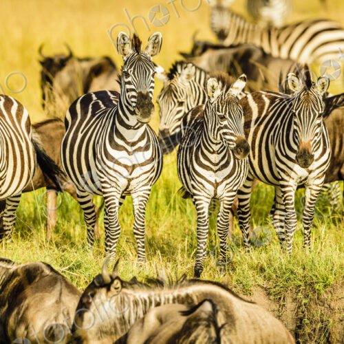 Zebras and wildebeest standing in grass Zebras and wildebeest standing in grass
