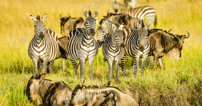 Zebras and wildebeest standing in grass