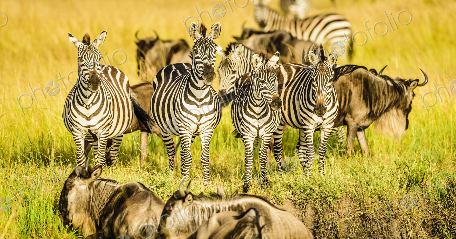 Zebras and wildebeest standing in grass