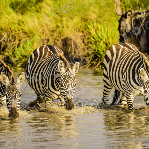 Zebras drinking at water hole Zebras drinking at water hole