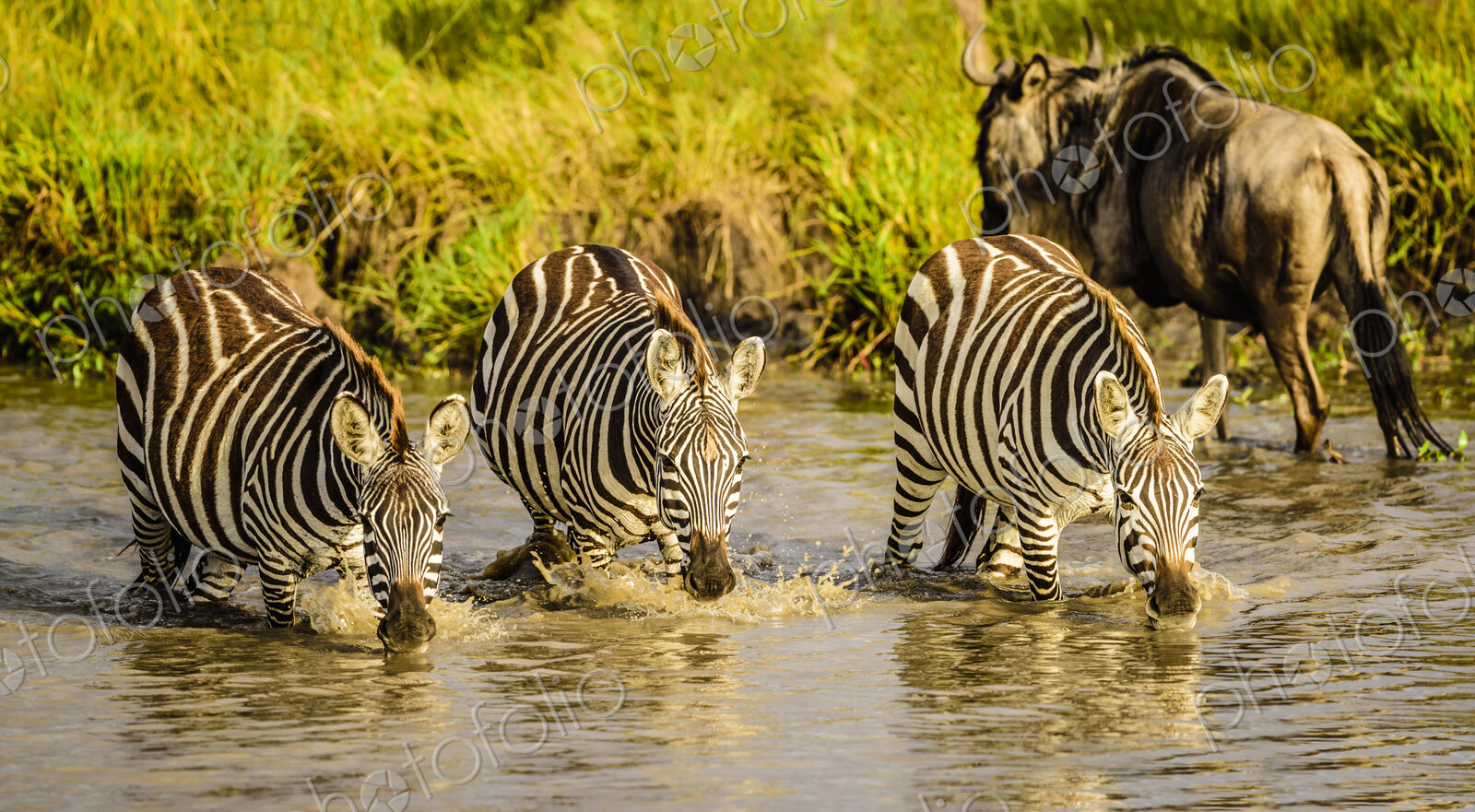 Zebras drinking at water hole