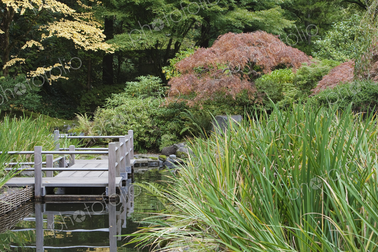 Zig Zag wooden footbridge over a pool in the Japanese Gardens, shrubs with autumn foliage.