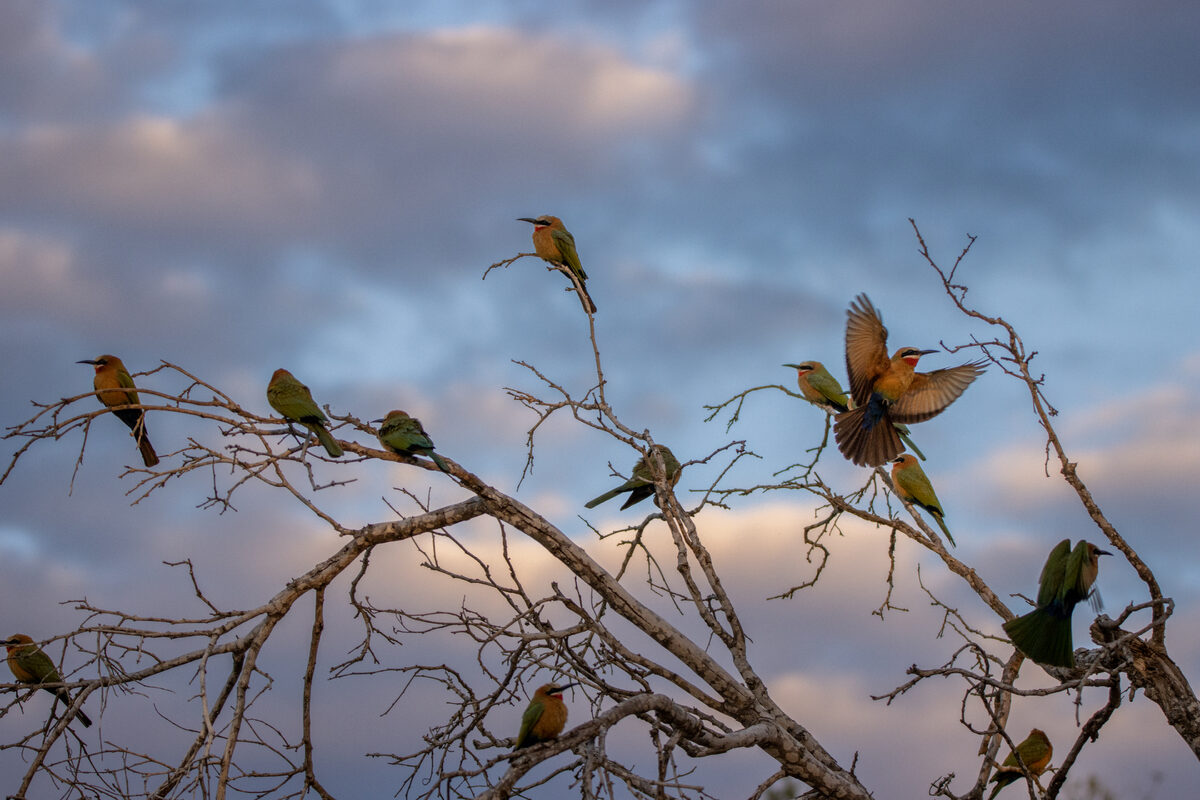 Animals category — Flock of white-fronted bee-eaters, Merops bullockoides, perching on branches at sunset. Flock of white-fronted bee-eaters, Merops bullockoides, perching on branches at sunset.