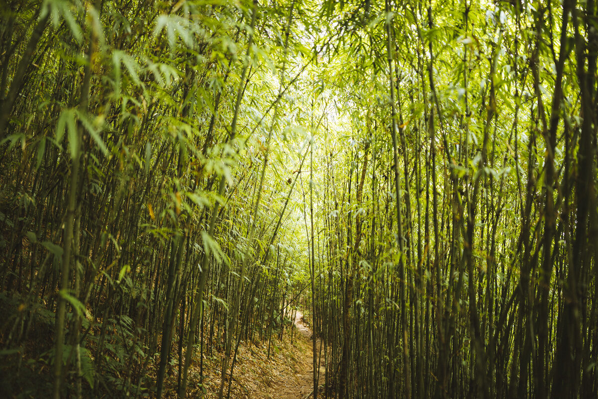 View along narrow footpath through dense bamboo forest.